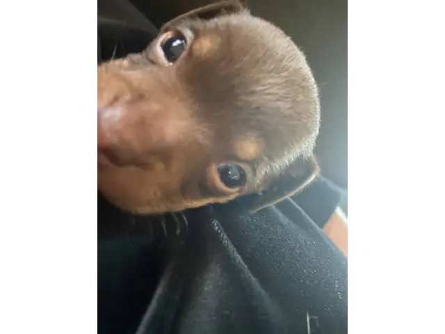 Chocolate and Golden Minpin puppies - 2/4