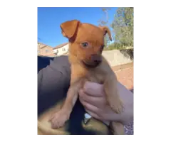 Chocolate and Golden Minpin puppies - 3