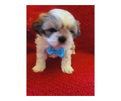 6 registered Shih Tzu Puppies for sale