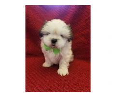 6 registered Shih Tzu Puppies for sale - 2