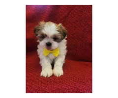 6 registered Shih Tzu Puppies for sale - 3
