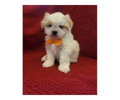 6 registered Shih Tzu Puppies for sale - 4