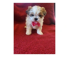 6 registered Shih Tzu Puppies for sale - 5