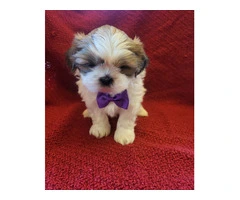 6 registered Shih Tzu Puppies for sale - 6