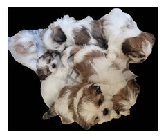 6 registered Shih Tzu Puppies for sale - 7