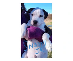 4 remaining male Pit bull puppies for adoption - 3