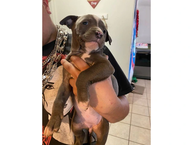 8 weeks Blue nose pitbull puppies - 1/12