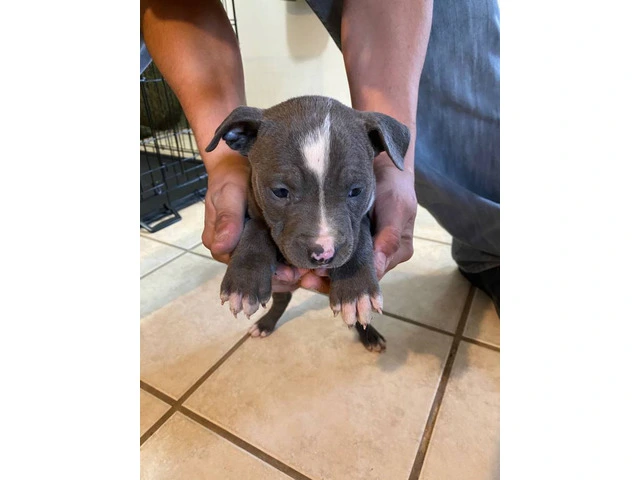 8 weeks Blue nose pitbull puppies - 2/12