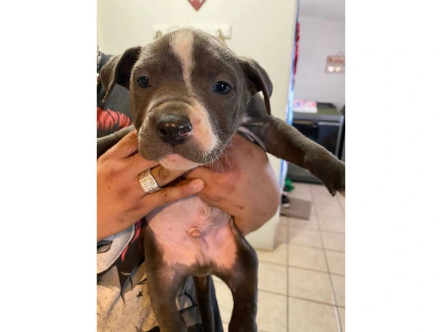 8 weeks Blue nose pitbull puppies - 3/12
