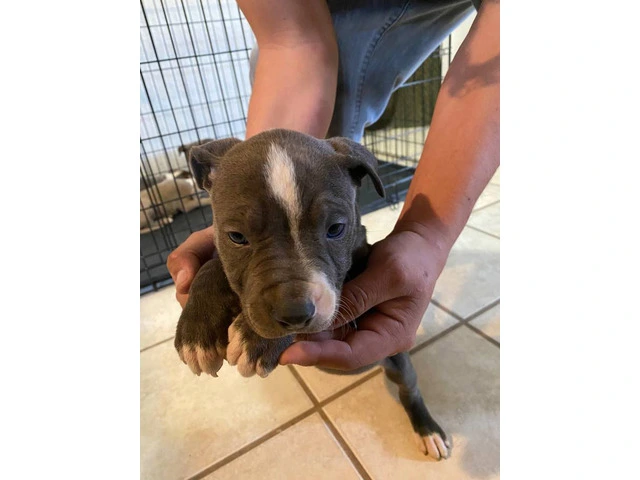 8 weeks Blue nose pitbull puppies - 4/12