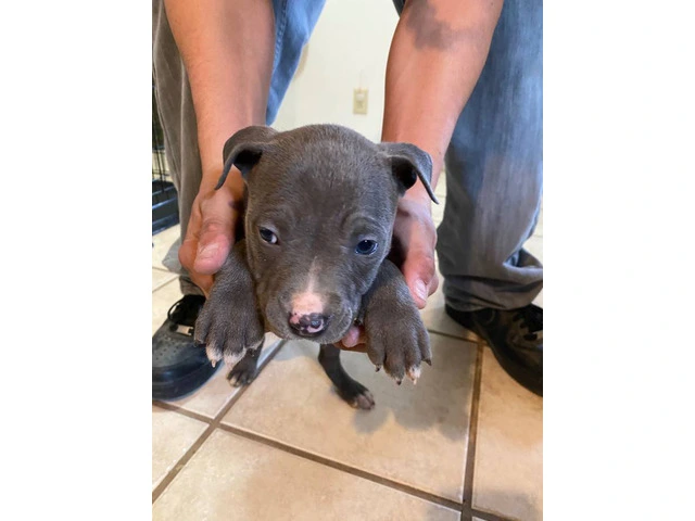 8 weeks Blue nose pitbull puppies - 6/12