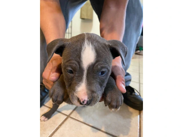 8 weeks Blue nose pitbull puppies - 7/12