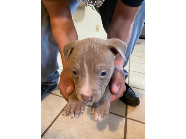 8 weeks Blue nose pitbull puppies - 9/12