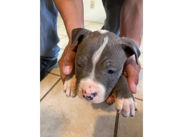 8 weeks Blue nose pitbull puppies - 10/12