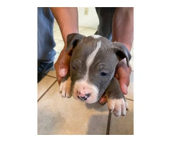 8 weeks Blue nose pitbull puppies - 10