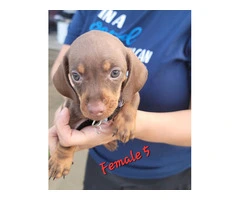 1 female dachshund puppy available