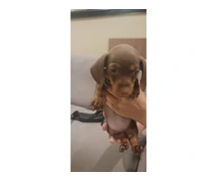 1 female dachshund puppy available - 2