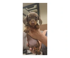 1 female dachshund puppy available - 4