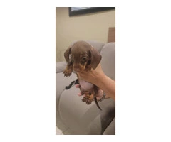 1 female dachshund puppy available - 5