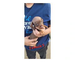 1 female dachshund puppy available - 6