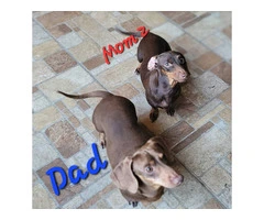 1 female dachshund puppy available - 7