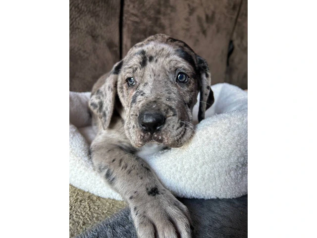 Purebred Great Dane puppies for sale - 1/10