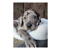 Purebred Great Dane puppies for sale