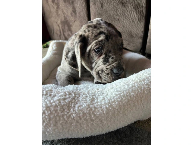 Purebred Great Dane puppies for sale - 2/10
