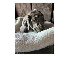 Purebred Great Dane puppies for sale - 2