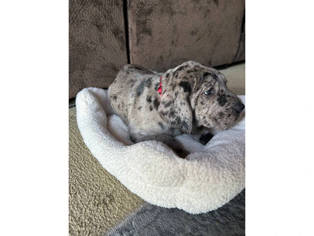 Purebred Great Dane puppies for sale - 3/10