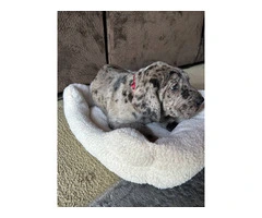 Purebred Great Dane puppies for sale - 3
