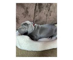 Purebred Great Dane puppies for sale - 4