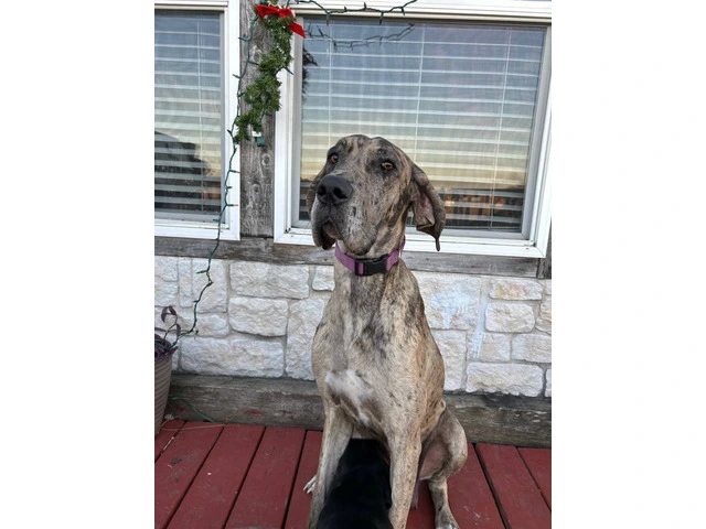 Purebred Great Dane puppies for sale - 5/10