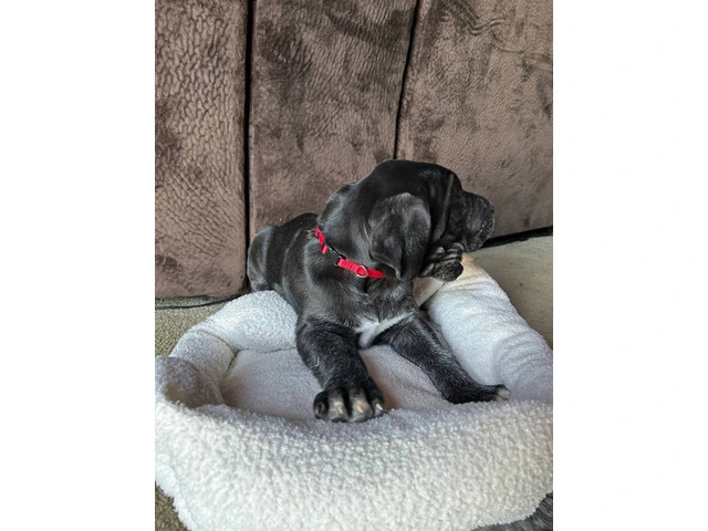 Purebred Great Dane puppies for sale - 6/10
