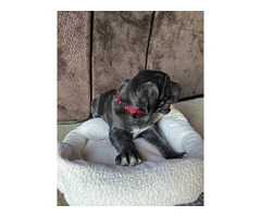 Purebred Great Dane puppies for sale - 6