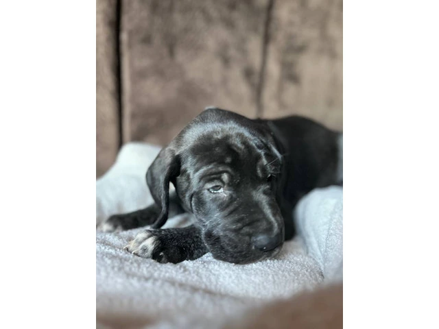 Purebred Great Dane puppies for sale - 7/10