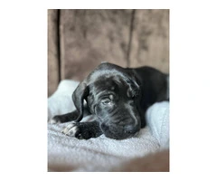 Purebred Great Dane puppies for sale - 7