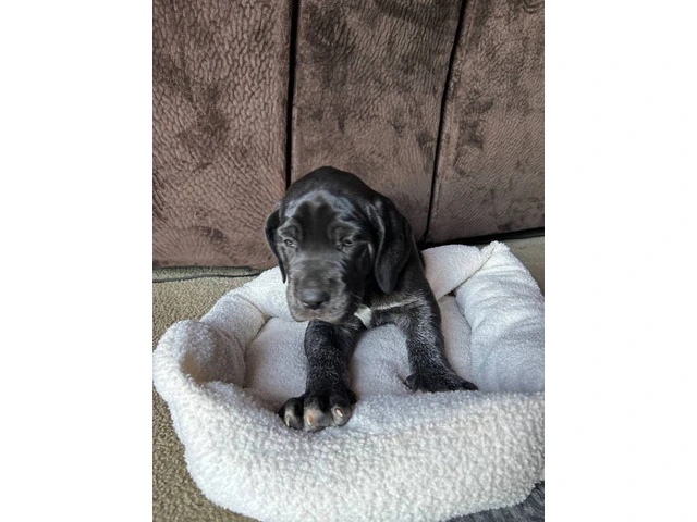 Purebred Great Dane puppies for sale - 8/10