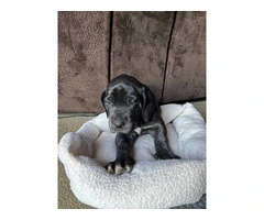 Purebred Great Dane puppies for sale - 8