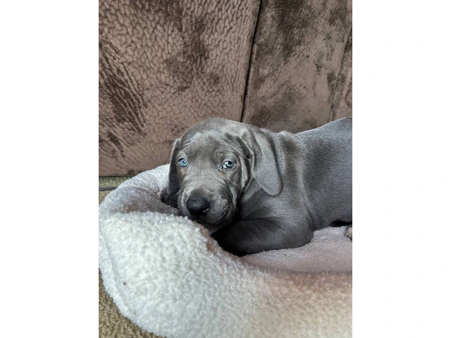 Purebred Great Dane puppies for sale - 9/10
