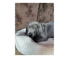 Purebred Great Dane puppies for sale - 9