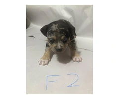American Bully puppies for sale or trade