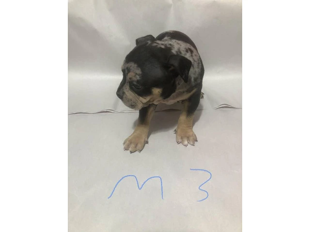 American Bully puppies for sale or trade - 3/10