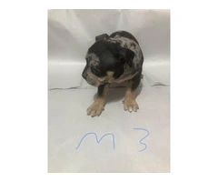 American Bully puppies for sale or trade - 3