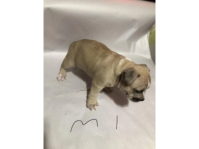American Bully puppies for sale or trade - 7/10