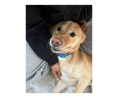 Asher needs a loving home