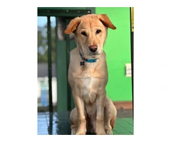 Asher needs a loving home - 3