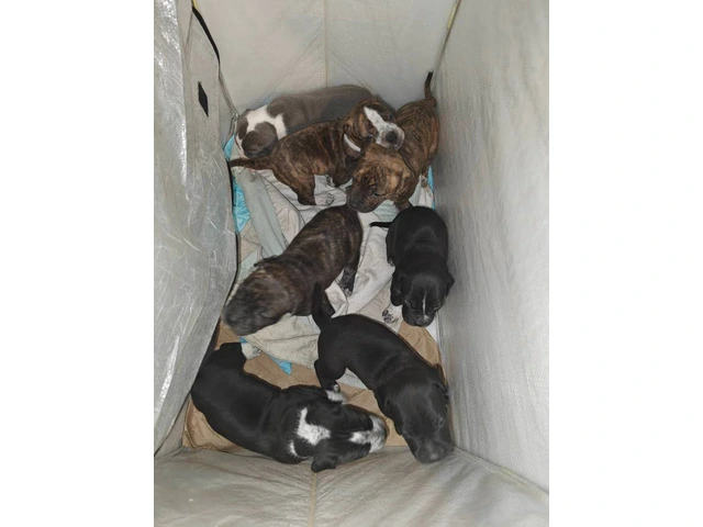 7 Pit bull puppies for sale - 1/3