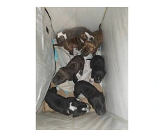 7 Pit bull puppies for sale