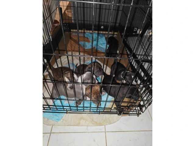 7 Pit bull puppies for sale - 2/3